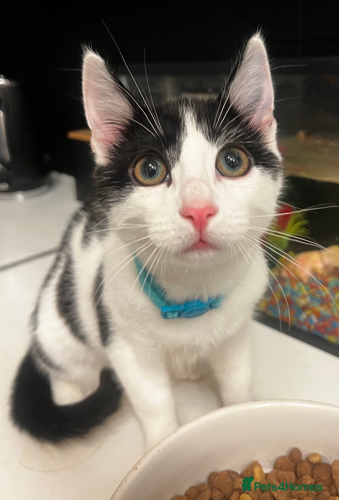 Mixed Breed cats for sale: Beautiful mixed Boy - Advert 3