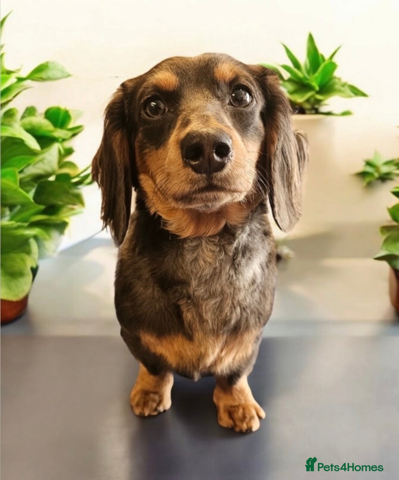 Miniature Dachshund dogs Oakley  - Advert 5
