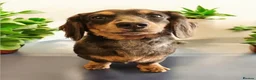 Miniature Dachshund dogs for sale: Oakley  - Advert 1
