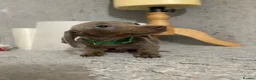 Miniature Dachshund dogs for sale: Isabella dachshunds for sale  - Advert 9