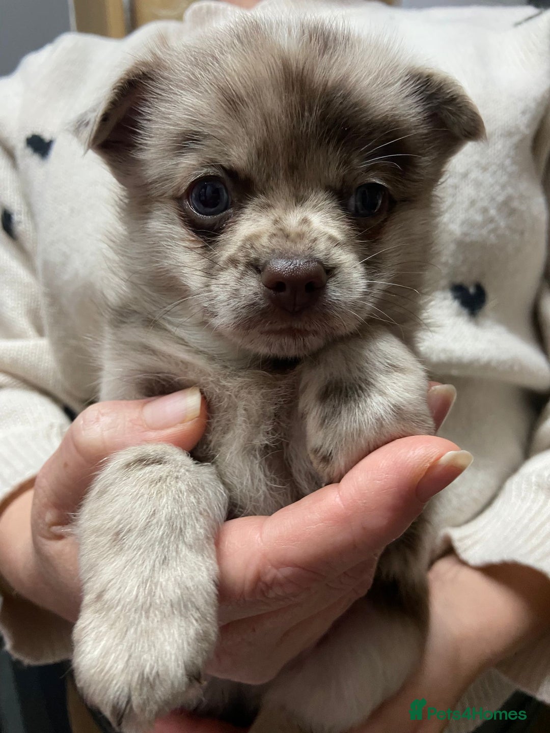 Pomchi dogs for sale: Stunning Pomchi’s - Advert 4