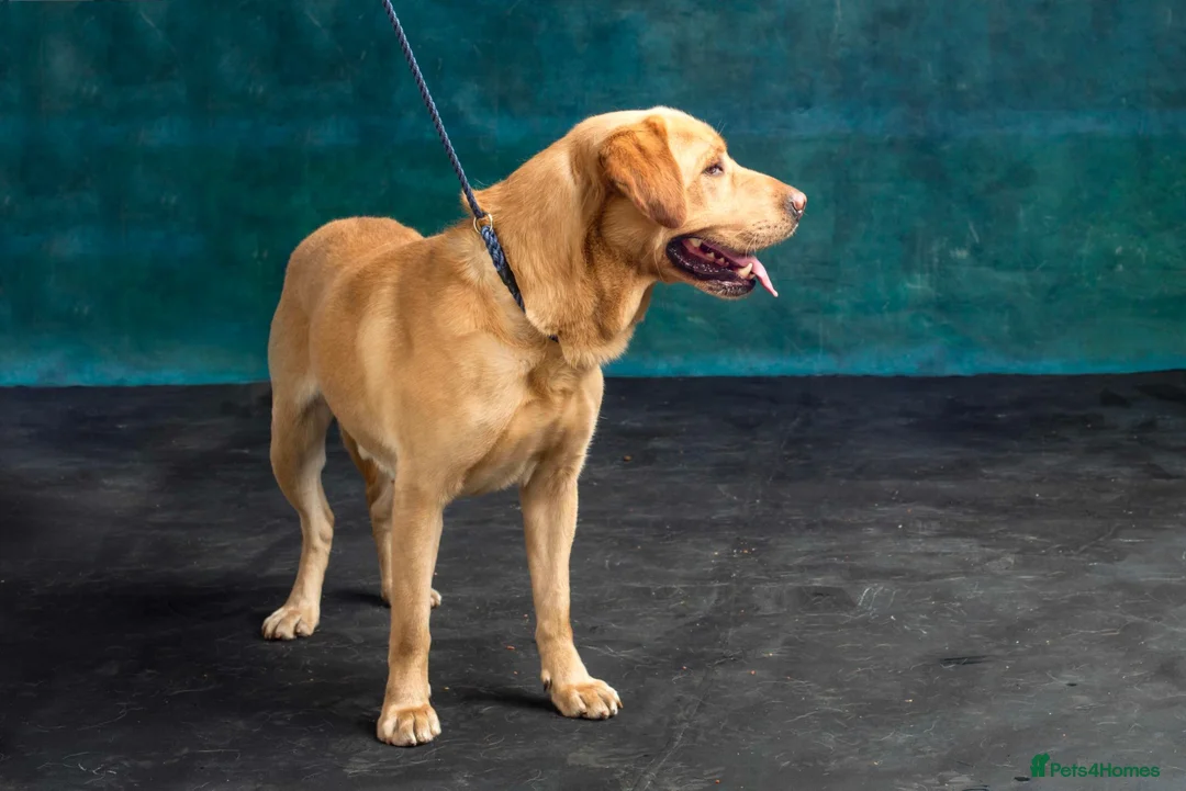 Labrador Retriever dogs for stud: Leadburn Digger...* Fully Health Tested Stud Dog * - Advert 7