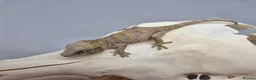 Gecko reptiles for sale: Orange blotch gargoyle gecko  - Advert 4