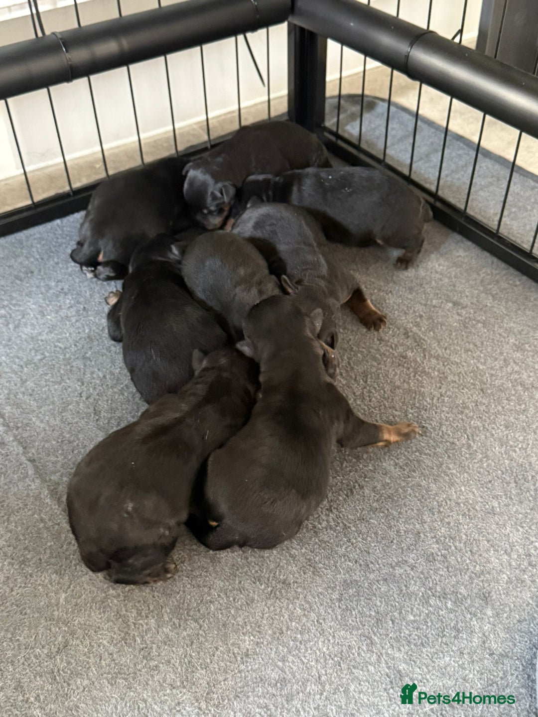 Rottweiler dogs for stud: Kc registered proven big rottweiler stud in Aylesbury - Advert 19