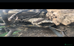 Anole reptiles for sale: Leopard Anoles (Anolis marmoratus marmoratus) - Image 6