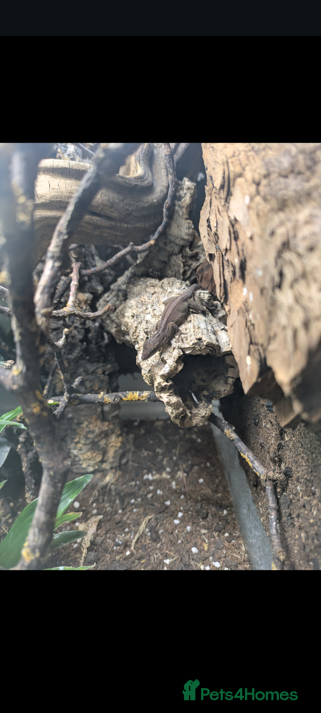 Anole reptiles for sale: Leopard Anoles (Anolis marmoratus marmoratus) - Image 6