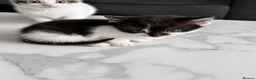 Mixed Breed cats for sale: *Ready to leave* Kittens for sale  - Advert 7