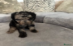 Cockapoo dogs for sale: ONLY 4 BEAUTY’S LEFT 🐶🐶🐶🐶 - Image 4