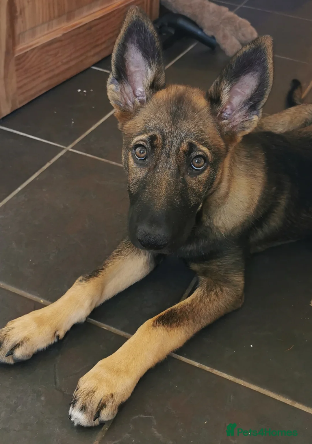 Mixed Breed dogs for sale: Shollie puppy female (German Shepherd Collie mix) - Advert 1