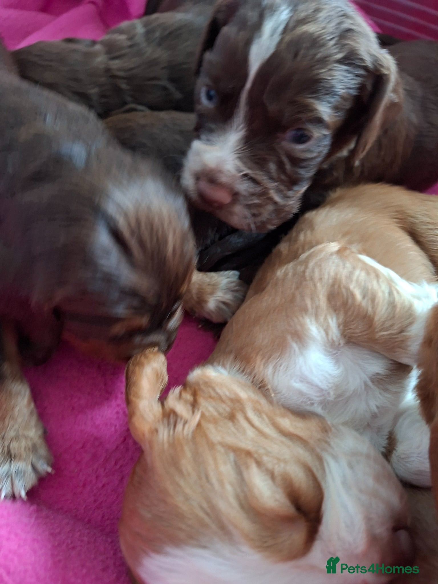 Cocker Spaniel dogs Cocker spaniel puppies  - Advert 8
