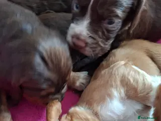 Cocker Spaniel dogs Cocker spaniel puppies - Advert 3