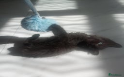 Mixed Breed cats for sale: Kittens - Image 3