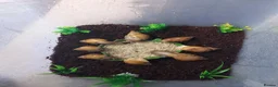 Snails invertebrates for sale: Giant African Land Snails Juveniles in Milton Keynes - Advert 8