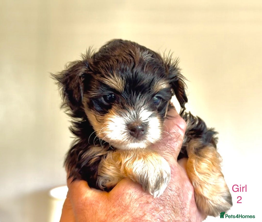 Maltipoo dogs for sale: Exquisitely Adorable Toy Maltipoo Puppies  - Image 10