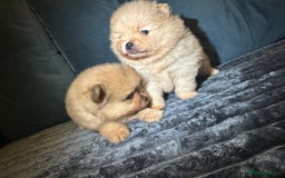 Pomeranian dogs for sale: Pedigree Pomeranian puppies for sale - Advert 8