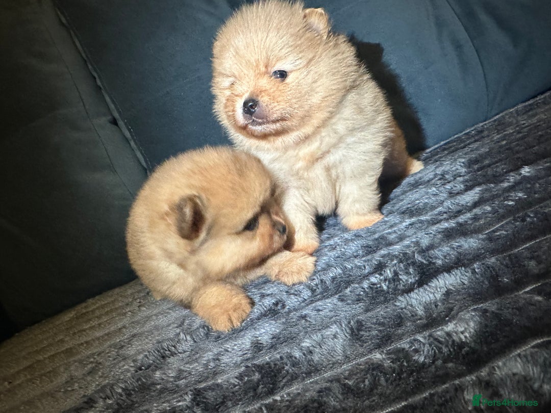 Pomeranian dogs for sale: Pedigree Pomeranian puppies for sale - Advert 8