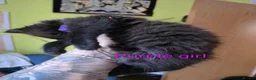 Mixed Breed cats for sale: Beauty litter of ragcoon -tuxedo cross  in Preston - Advert 21