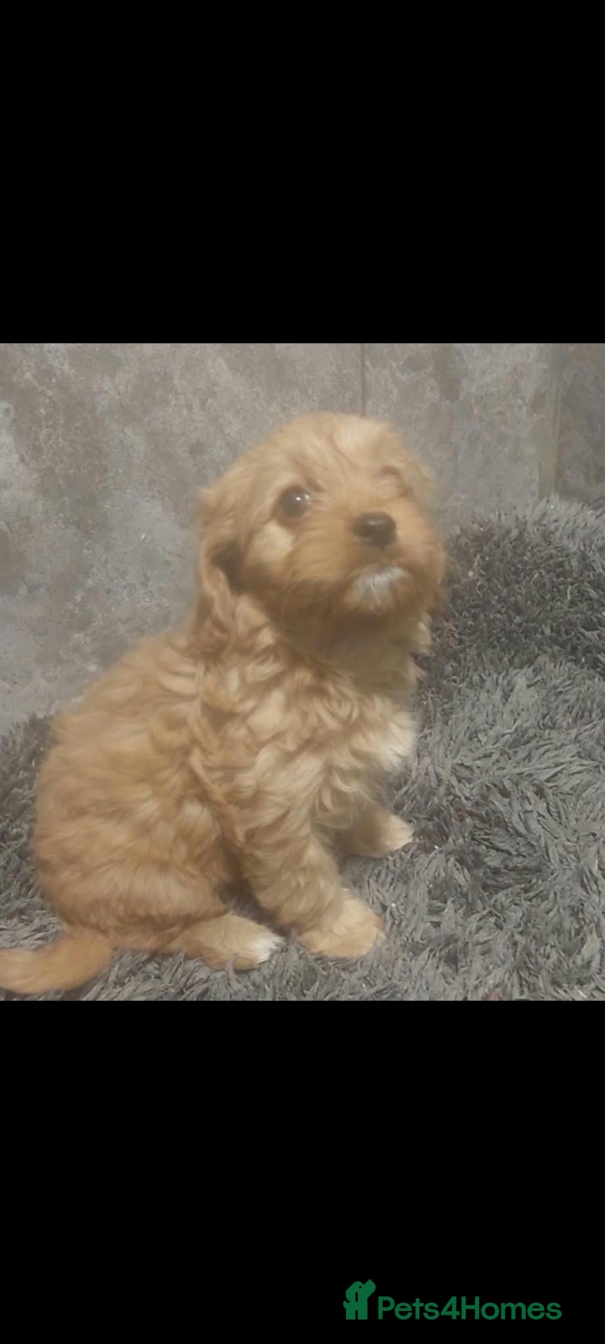 Cavapoo dogs for sale: F1 cavapoo puppies  - Advert 10