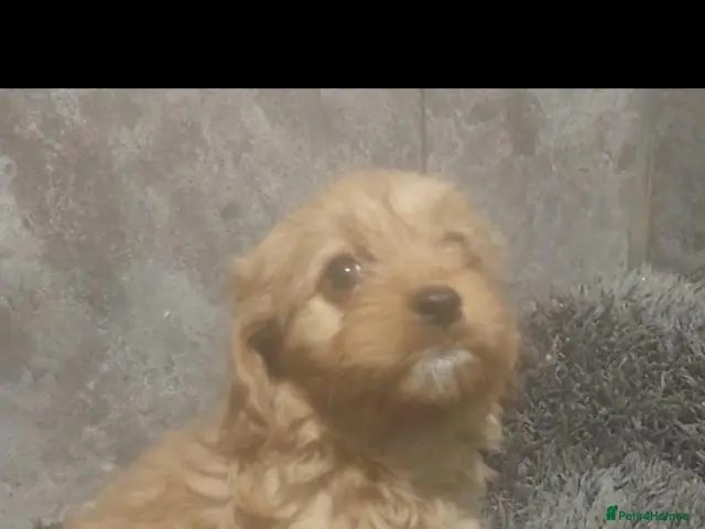 Cavapoo dogs for sale: F1 cavapoo puppies - Advert 10