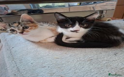 Mixed Breed cats for sale: 2 gorgeous kittens - Image 7