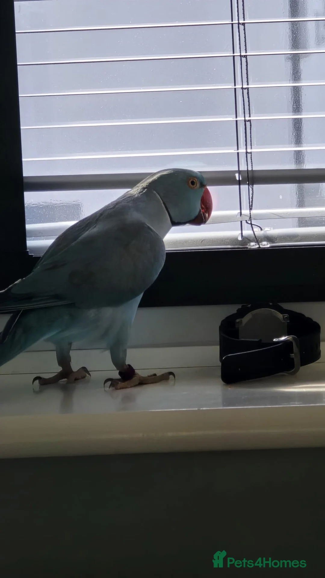 Ringnecks birds for sale: Blue Ringneck 5 years old - Advert 2