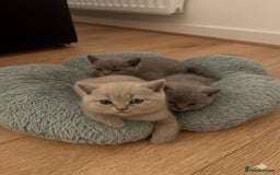British Shorthair cats for sale: 3 beautiful British Shorthair Kittens  - Advert 2