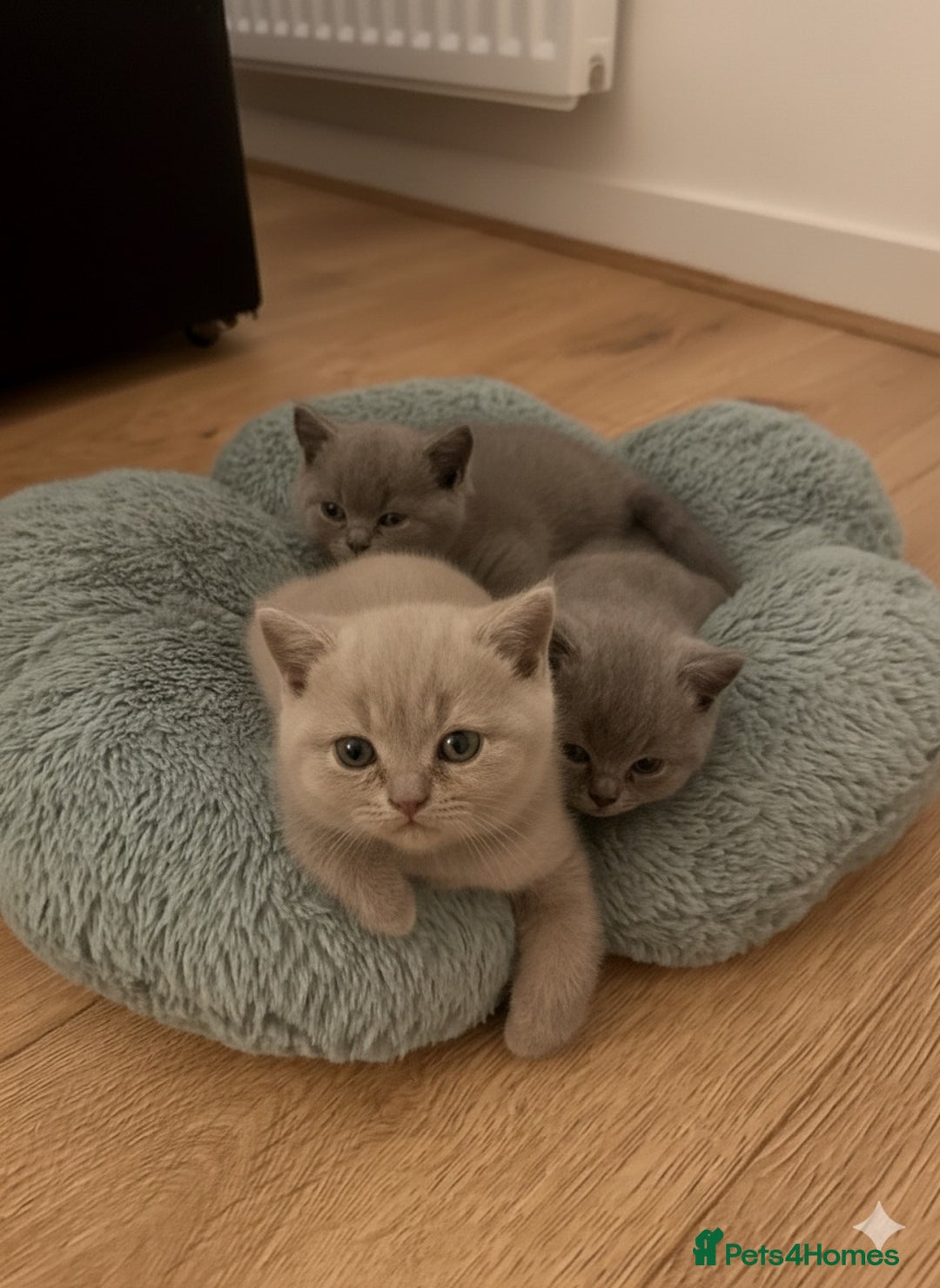 British Shorthair cats for sale: 3 beautiful British Shorthair Kittens  - Advert 2