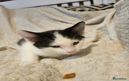 Mixed Breed cats for sale: 8 lovely kittens for sale - Image 22