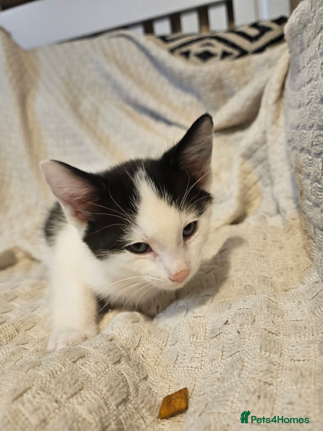 Mixed Breed cats for sale: 8 lovely kittens for sale - Image 22