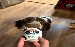 English Springer Spaniel dogs for sale: Springer Spaniel puppies - top pedigree - Image 5