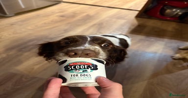 English Springer Spaniel dogs - Advert 2