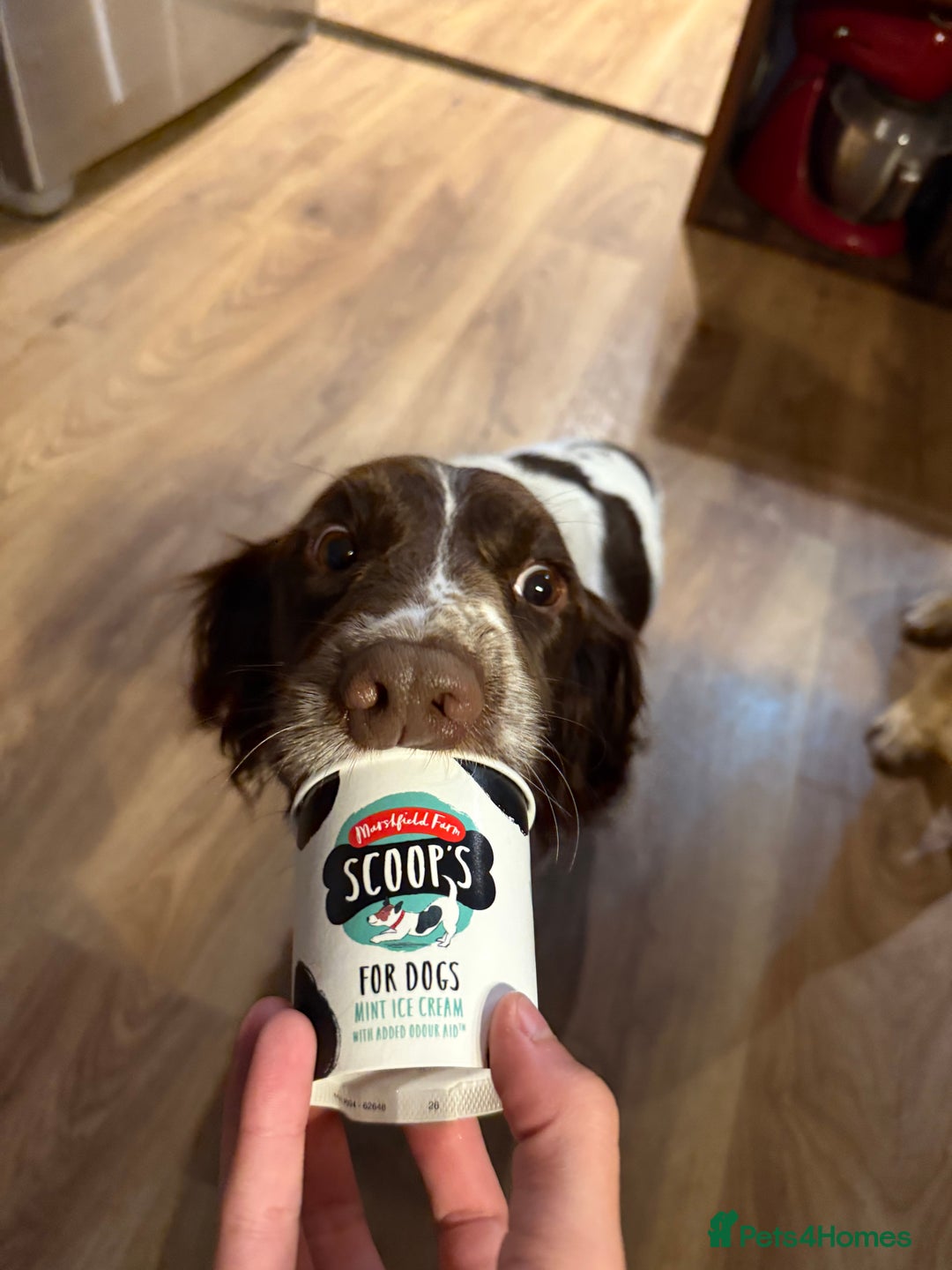 English Springer Spaniel dogs for sale: Springer Spaniel puppies - top pedigree - Image 5