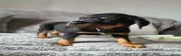 Rottweiler dogs for sale: Rottweiler Puppies Looking for Their Forever Homes - Advert 4