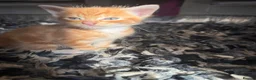Mixed Breed cats for sale: *Beautiful mixed litter* - Advert 9