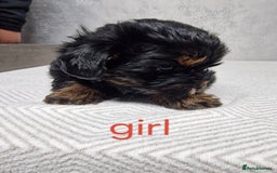 Shorkie dogs for sale:  shorkie puppies  - Advert 5