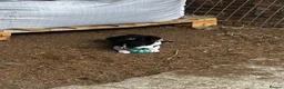 Border Collie dogs for sale: Border collie puppies  in Crianlarich - Advert 7