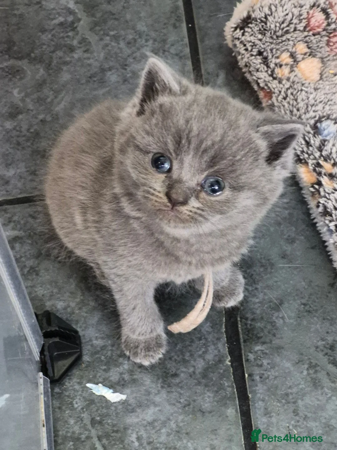 British Shorthair cats for sale: British shorthair/longhair - Advert 2