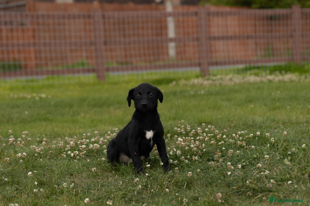 Borador dogs for sale: 🐶 Labrador x Border Collie Puppies – Ready Now!  - Image 3