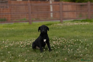 Borador dogs - Advert 5