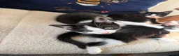 Mixed Breed cats for sale: black and white kittens  - Advert 5