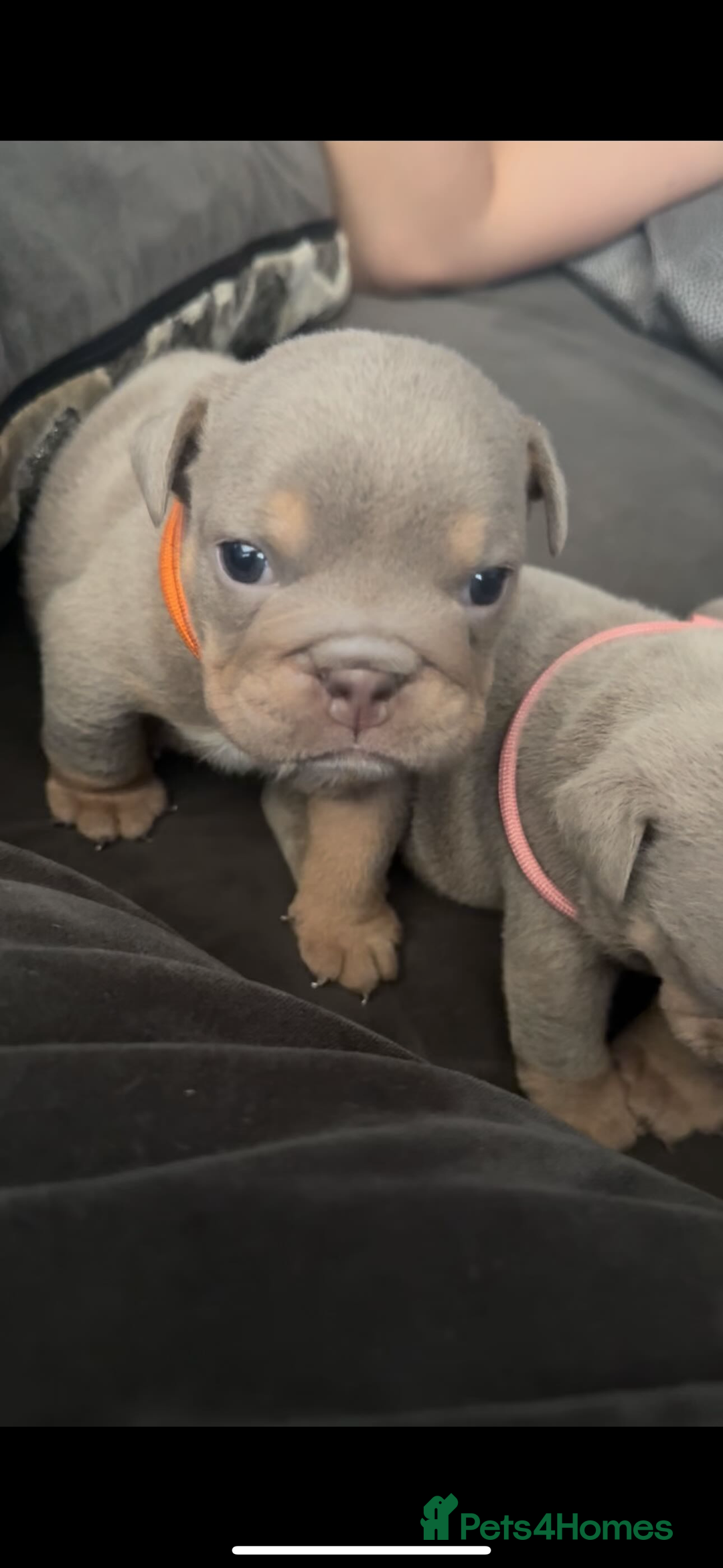 English Bulldog dogs for sale: 2 Lilac Tri english bulldogs - Advert 11