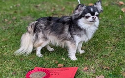 Chihuahua dogs for sale: KC Chihuahua Puppies - Image 7