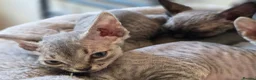 Devon Rex cats for sale: Pedigree TICA Registered Devon Rex Kitten - Advert 1