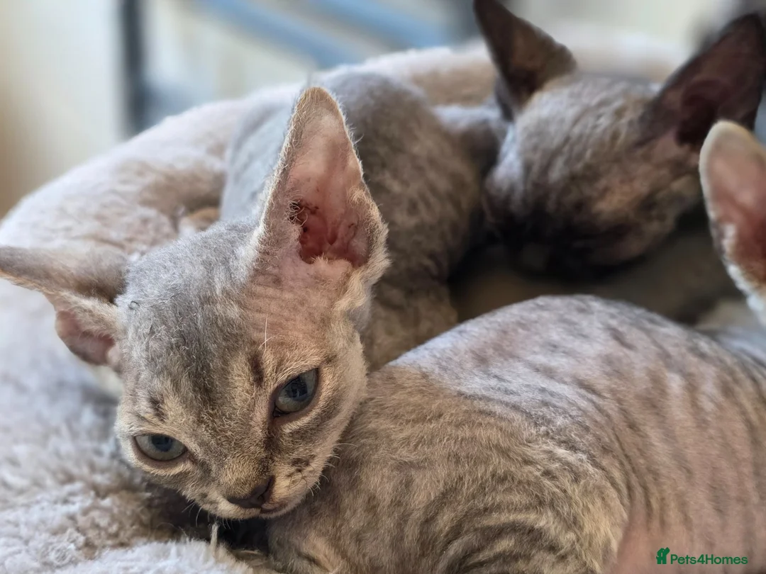 Devon Rex cats for sale: Pedigree TICA Registered Devon Rex Kitten - Advert 1