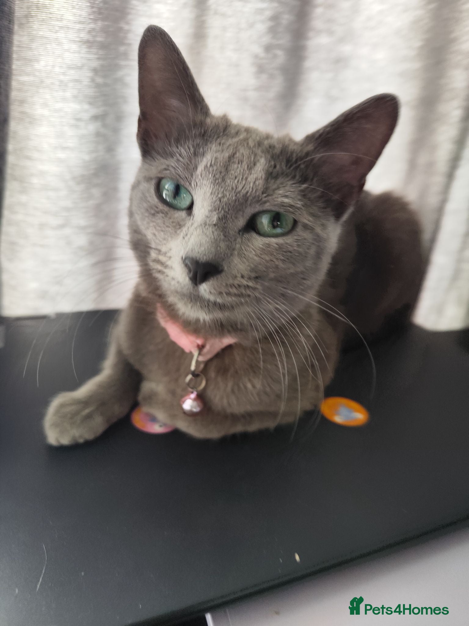 Russian Blue cats Female russian blue cat very affectionate  - Advert 3