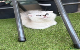 Scottish Fold cats for sale: 🐱 One boy left 🐱 Open for offers ❤️ - Image 12