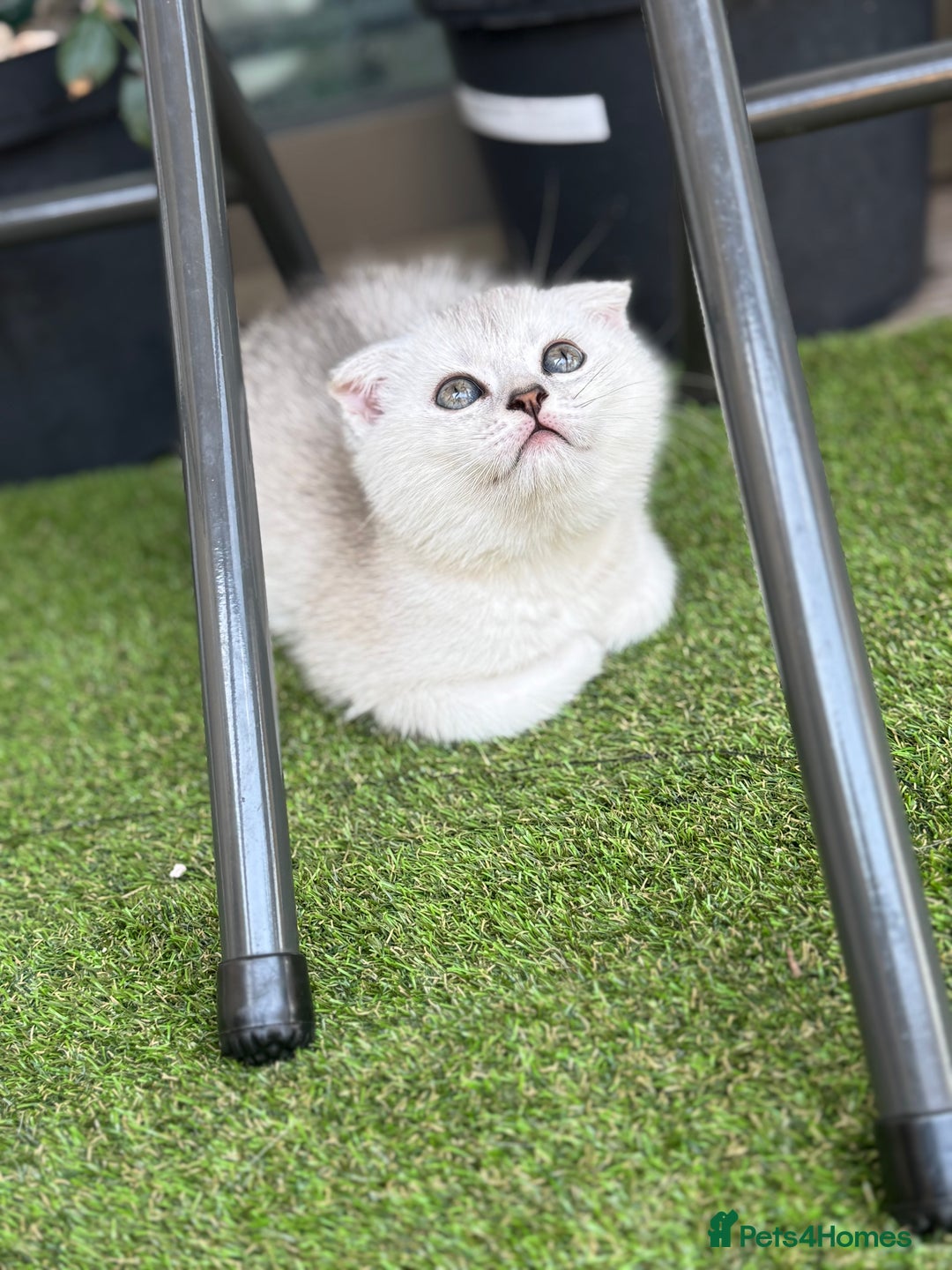 Scottish Fold cats for sale: 🐱 One boy left 🐱 Open for offers ❤️ - Image 12