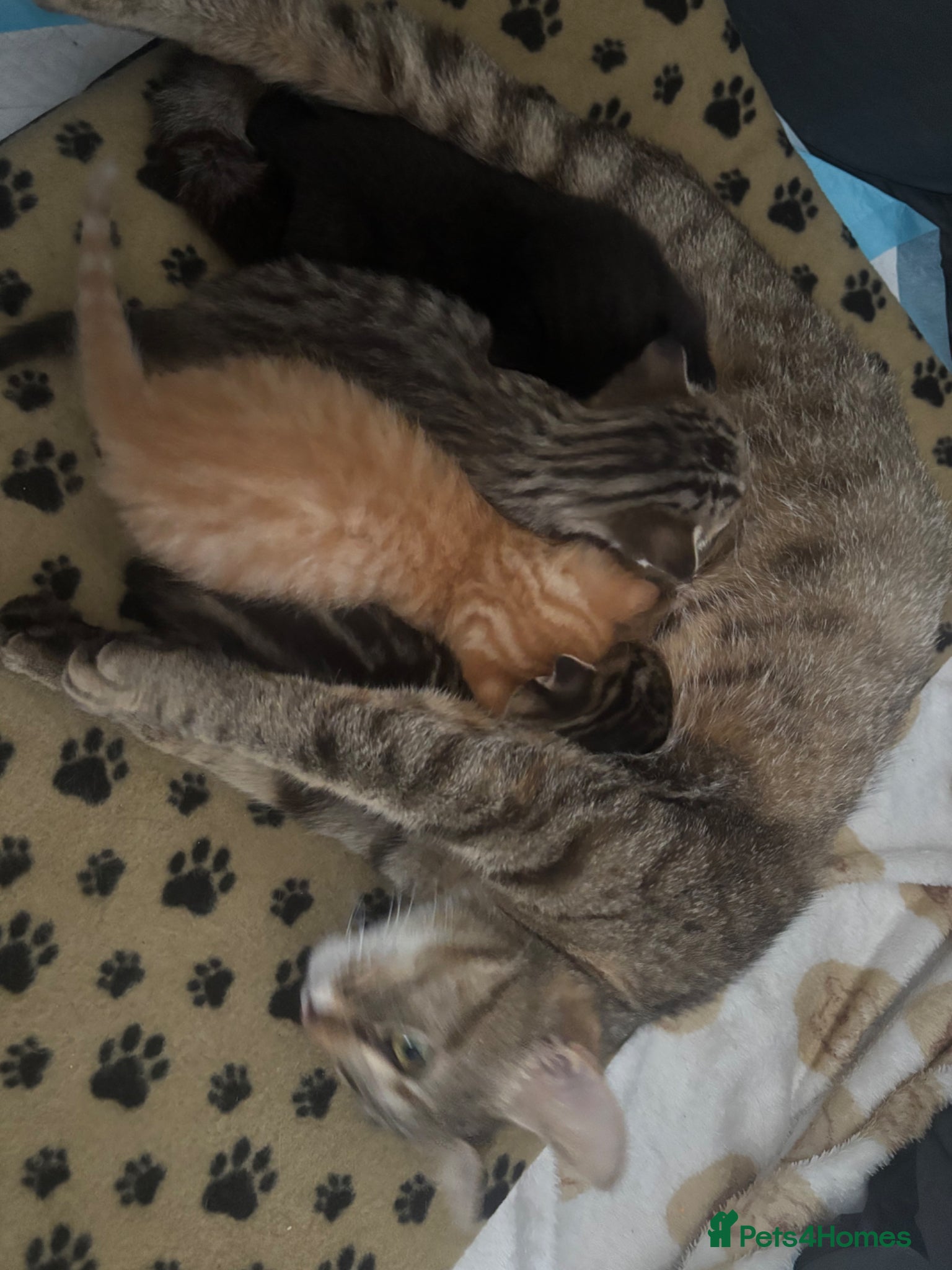 Mixed Breed cats Beautiful kittens for sale - ready 21ST May - Advert 2