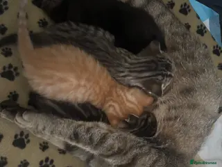 Mixed Breed cats Beautiful kittens for sale - ready 21ST May - Advert 2