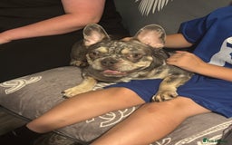 French Bulldog dogs for sale: 🌸Tri Merle Girl French Bulldog🩷 - Image 7